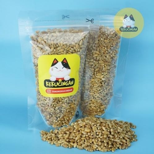 

Terlaris New Biji Gandum Cokelat Reguler Sachet Benih Rumput Kucing 100 Gr