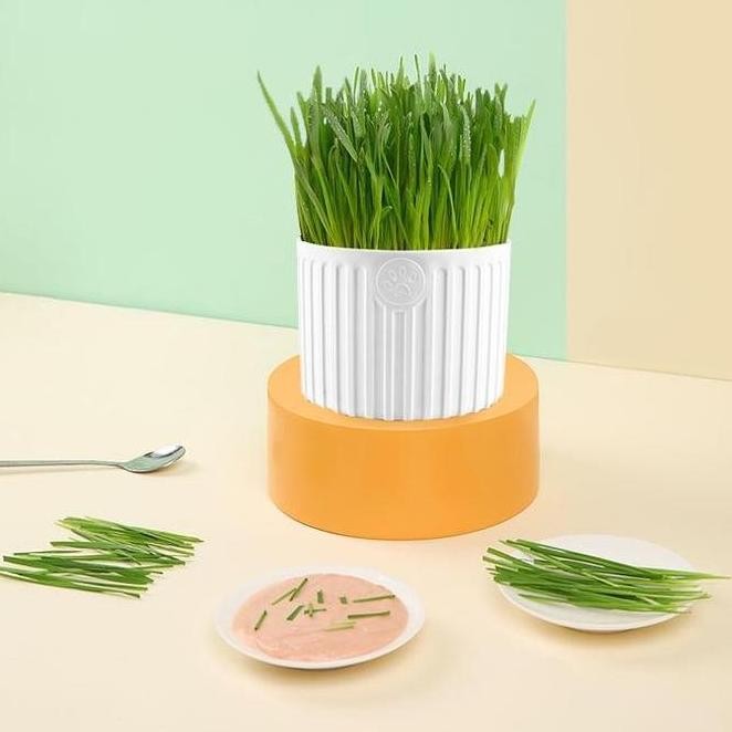 

Terlaris Paket Tumbuh Benih Gandum Premium Rumput Kucing Cat Grass Microgreen
