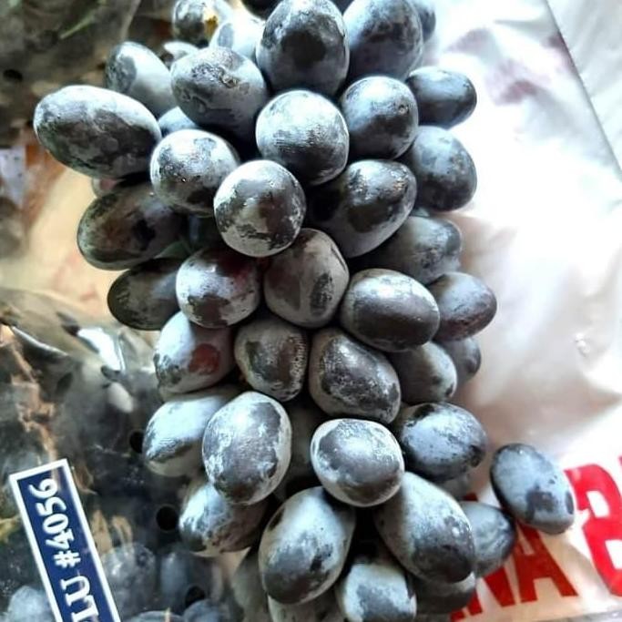 

ANGGUR HITAM AUTUM TANPA BIJI MANIS TERMURAH