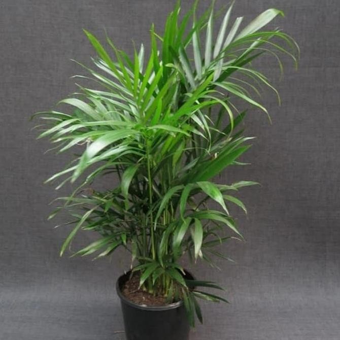 

Bibit Pohon Palem Komodoria