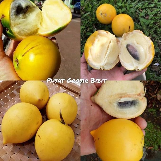 

Bibit Sawo Australia (Abiu)