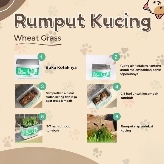 

Terlaris Diy Wheatgrass Rumput Gandum Kucing Bibit Benih Biji Cat Kitten 50 Gr