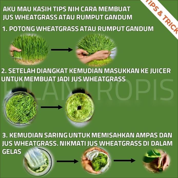 

Terlaris Terlaris Paket Lengkap Starter Kit Benih Wheatgrass Bibit Rumput Gandum Kucing Tbk