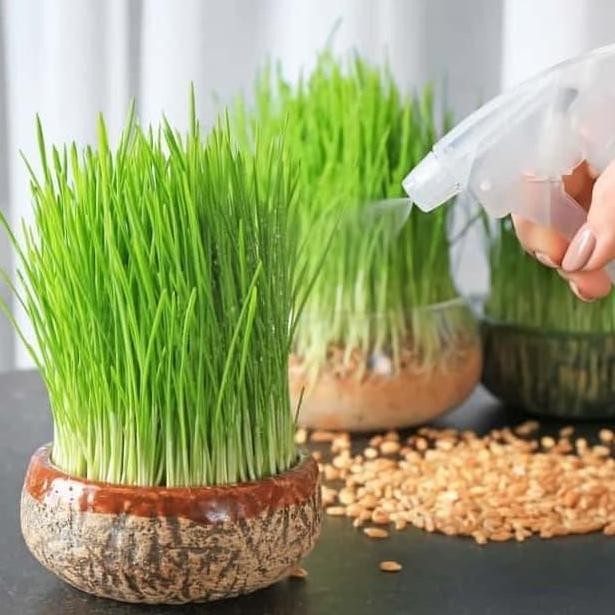 

Terlaris Bibit Rumput Gandum Wheatgrass Benih Unggul