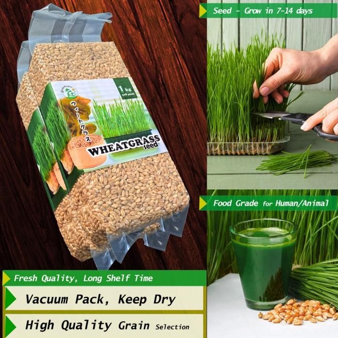 

Terlaris Benih Wheatgrass 1 Kg, Biji Rumput Gandum Kemasan Vakum Gardeningrat