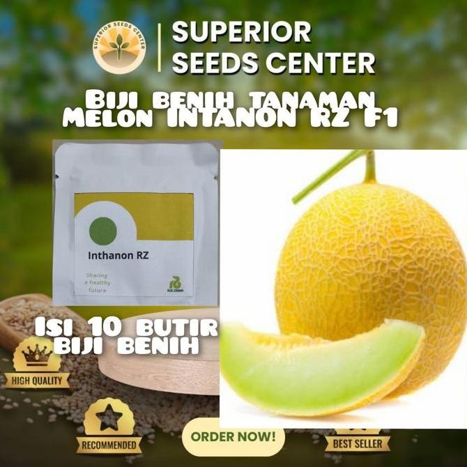 

10 BUTIR BIJI BENIH TANAMAN BUAH MELON INTANON RZ(KEMASAN REPACK) TERMURAH