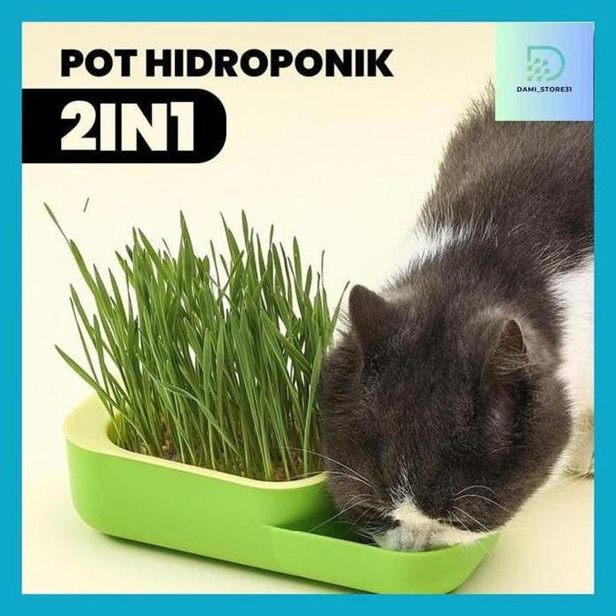 

Terlaris Dami_ Alobon Cat Grass Wheatgrass Rumput Benih Gandum Microgreen Wheat Grass