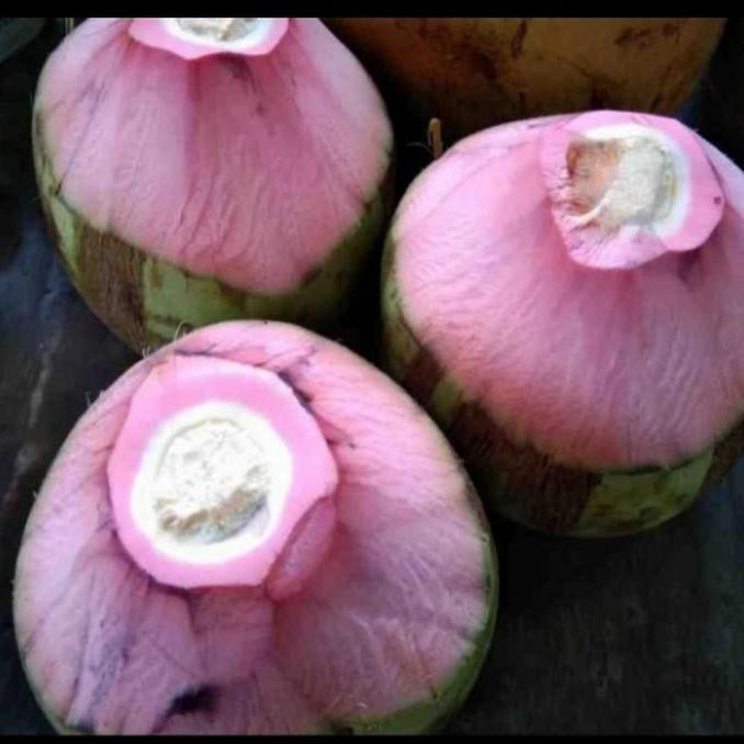 bibit tanaman kelapa wulung asli kelapa wulung super genjah PREMIUM
