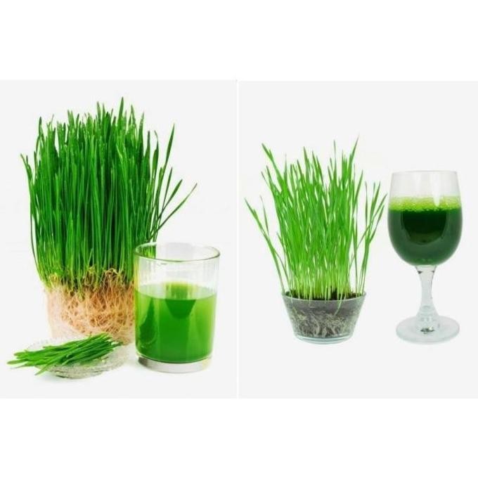 

Terlaris Bibit Benih Biji Wheatgrass Rumput Gandum Wheat Grass - Bibit Tanaman