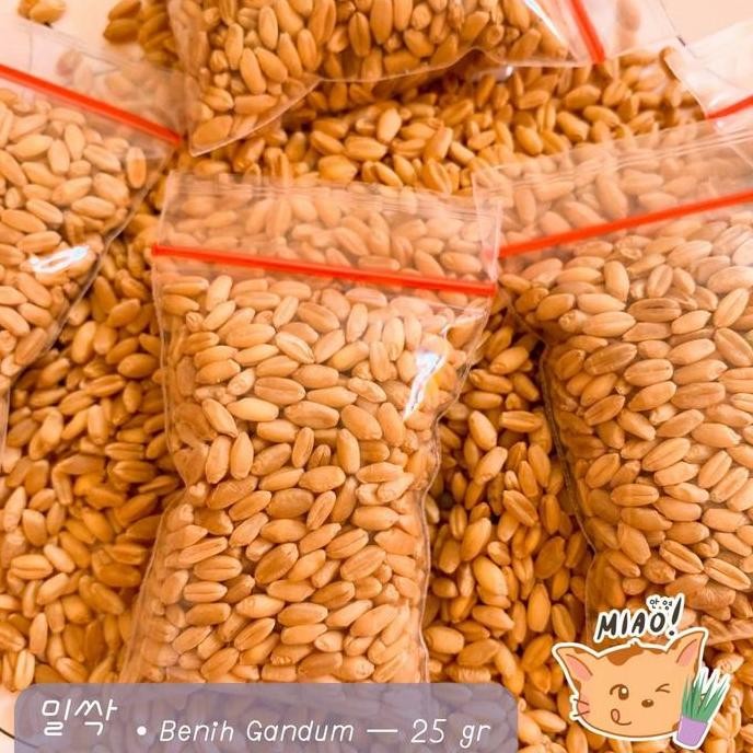 

Terlaris Benih Gandum / Cat Grass / Pet Grass / Biji Wheatgrass 20Gr