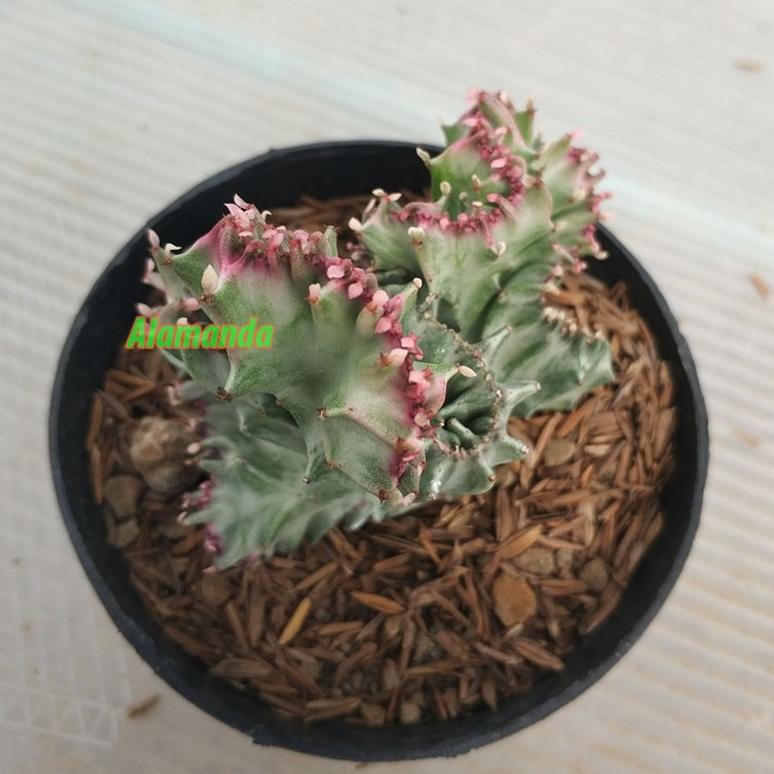 It34 Se-7 Tanaman Kaktus Euphorbia Lactea Variegata Cristata Berkualitas