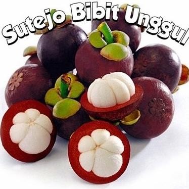 Bibit Benih Tanaman Buah manggis biji kecil Okulasi Stek Cangkok GENJAH