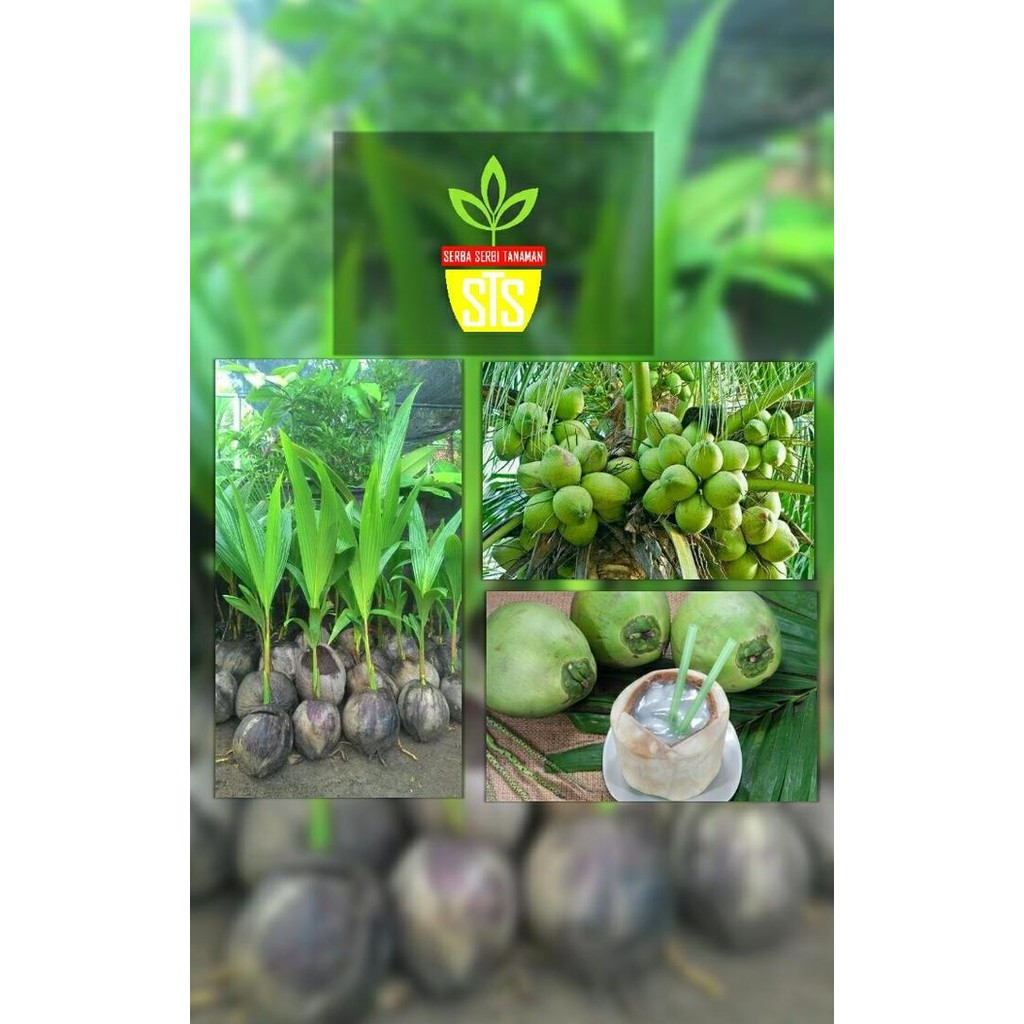 bibit kelapa genjah entok hibrida PREMIUM