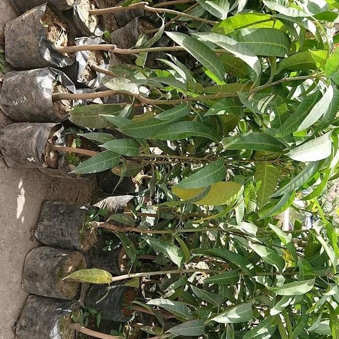 Bibit Tanaman Buah Mangga Irwin 1 Meter-Pohon Mangga Irwin 1 Meter PREMIUM