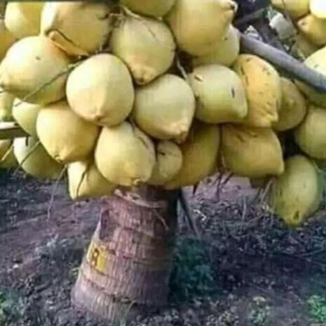 bibit kelapa hibrida kuning // kelapa hibrida kuning genjah PREMIUM