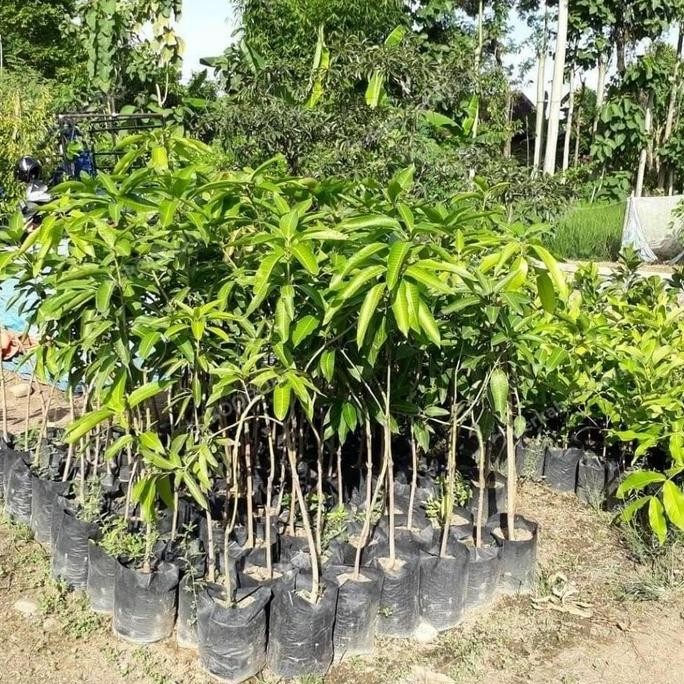 Bibit Tanaman Buah Mangga Chokanan 1 Meter-Pohon Mangga Cokanan 1 M PREMIUM