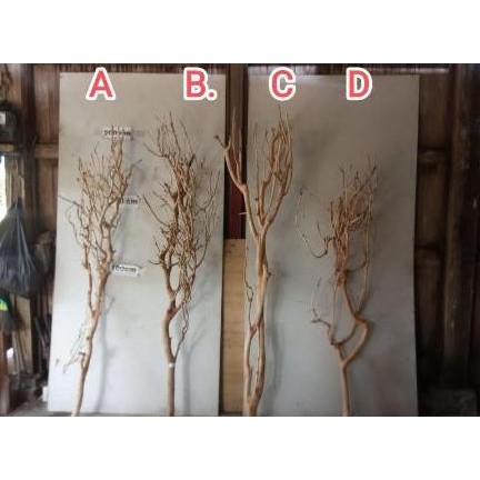 Batang Pohon Kayu Kering Lamtoro Asli Untuk Dekorasi Background Kamar Co