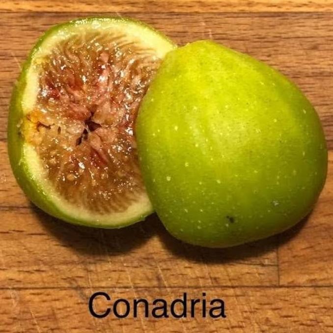 bibit tanaman pohon buah tin jenis langka berbuah kuning akar banyak GENJAH