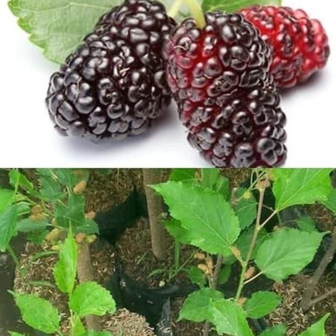 Bibit Tanaman Buah Murbei Pohon Murbei Bibit Arbei Bibit Murbei GENJAH