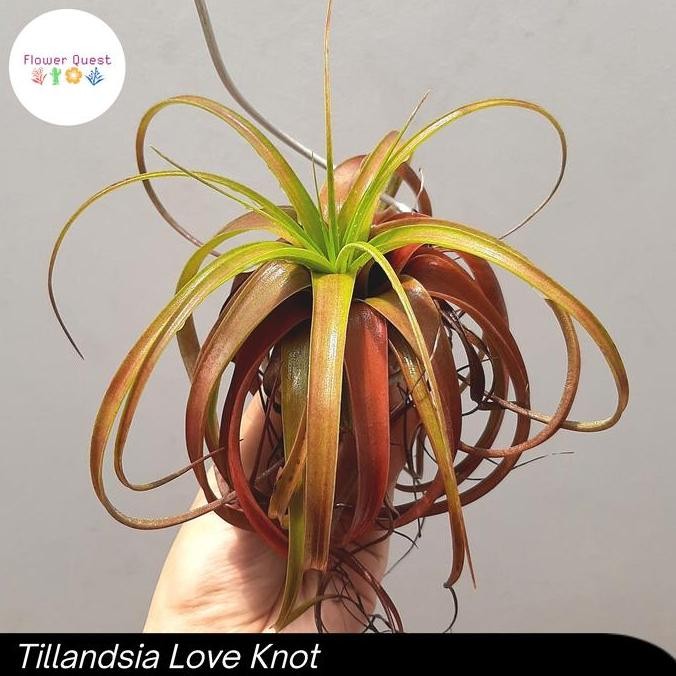 Sale Tillandsia Love Knot - Airplant / Tillandsia Capitata X Streptophylla