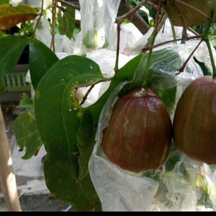 

Terlaris Bibit Tanaman Buah Jambu Air Kingrose Jumbo Manis Tanpa Biji