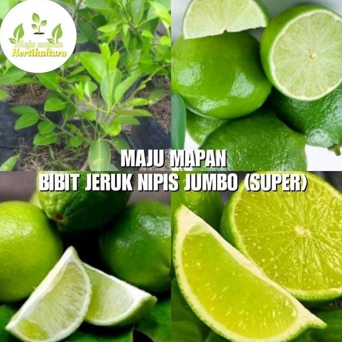 

Terlaris Bibit Jeruk Nipis Jumbo Super