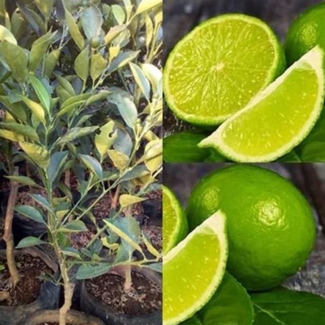 

Terlaris Promo Bibit Jeruk Nipis - Tanaman Pohon Jeruk Nipis | Buah Jeruk Nipis