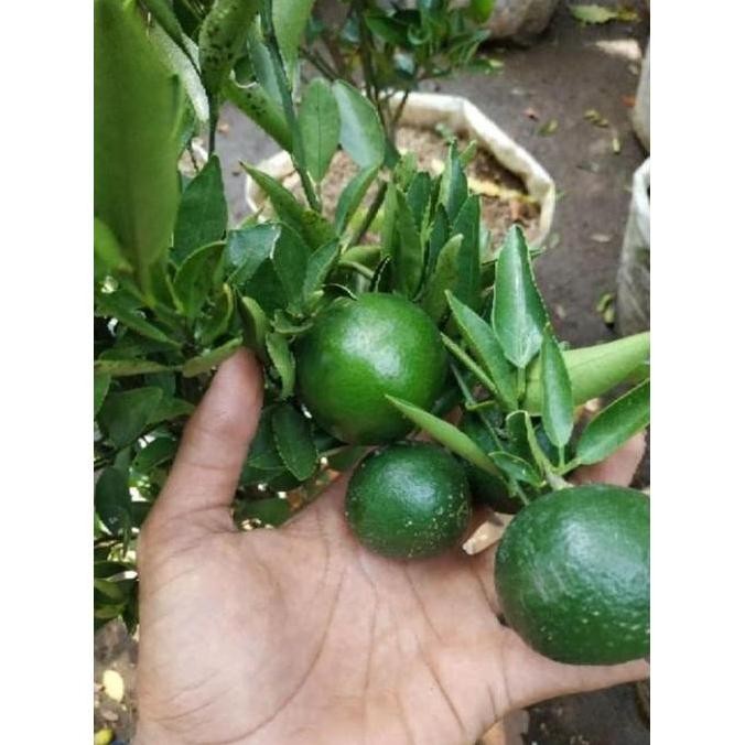 

Terlaris Termurah Sudah Berbuah Bibit Pohon Tanaman Buah Jeruk Limo Sudah Berbuah Nipis Berkualitas