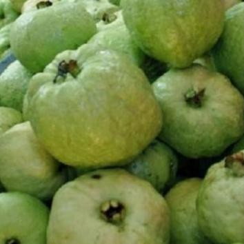 

Terlaris Bibit Jambu Kristal Unggul Dan Super Renyah | Warung Bibit