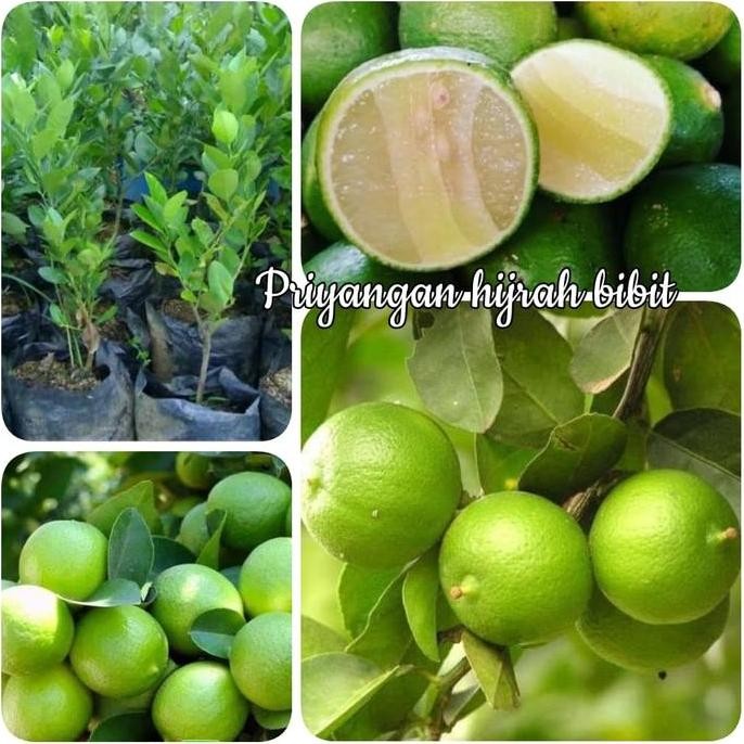 

Terlaris Bibit Jeruk Nipis