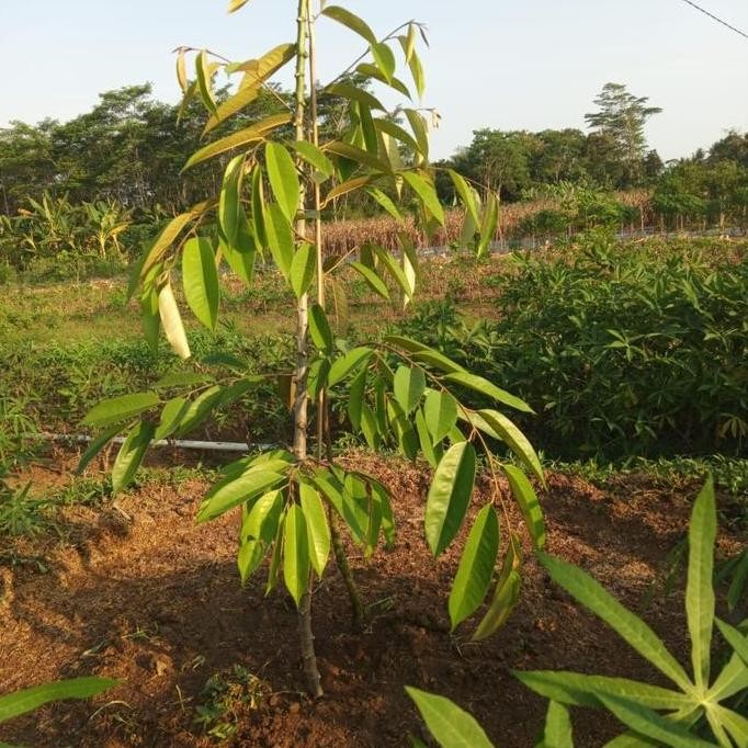 

Terlaris Bibit Durian Musangking Premium