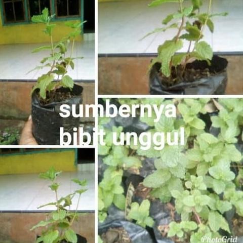 

Terlaris Bibit Mint Daun Kriting