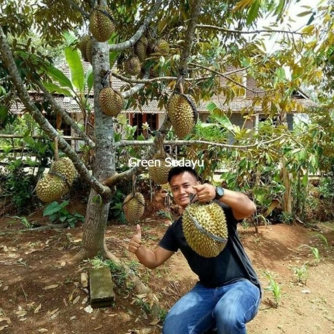 

Terlaris Bibit Pohon Buah Durian Musangking Malaysia Kaki 3