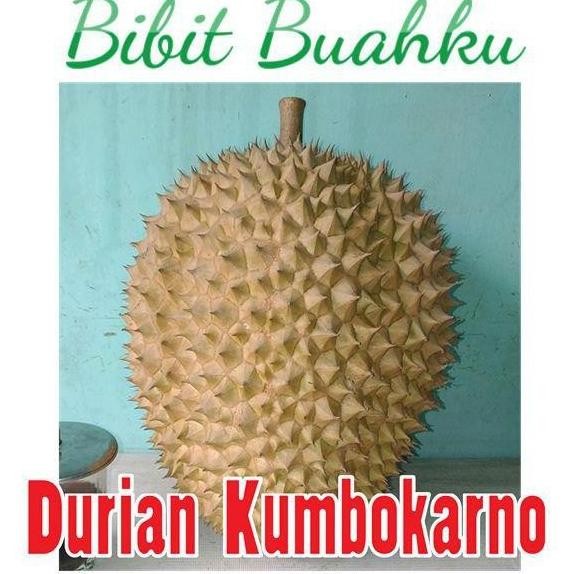 

Terlaris Promo Bibit Durian Kumbokarno Super Okulasi Terbaik