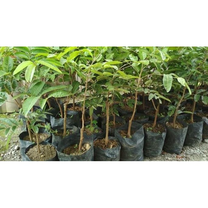

Terlaris Bibit Buah Kelengkeng Aroma Durian Stek/Okulasi Cepat Berbuah
