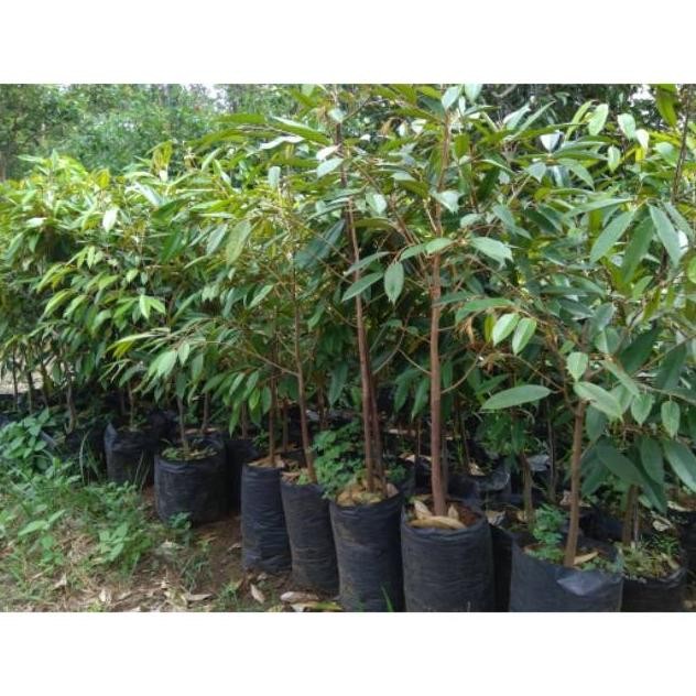 

Terlaris Bibit Durian Bawor 1 Meter Polibek Murah