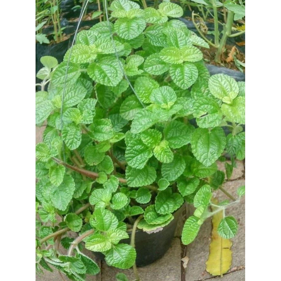 

Terlaris Bibit Tanaman Daun Mint / Daun Spearmint (Mentha)