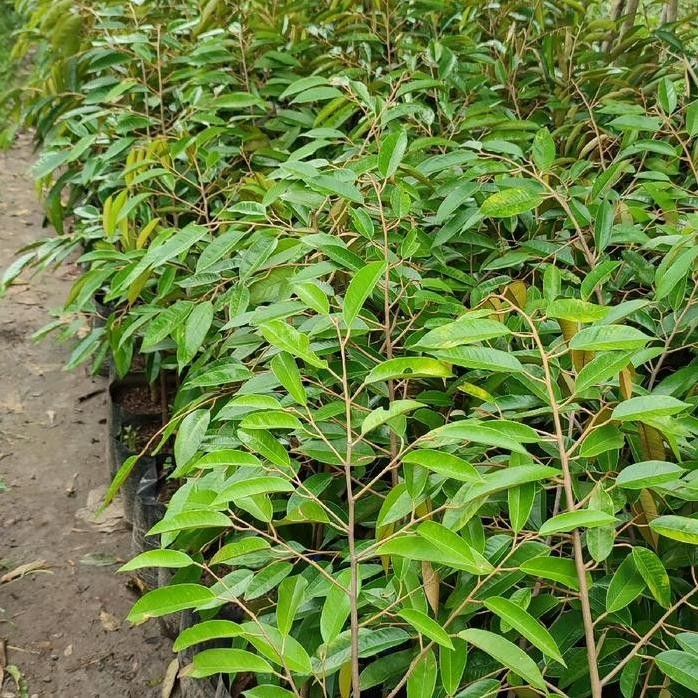 

Terlaris Bibit Durian Bawor Tinggi 1 Meter - Stock Ready Unggul