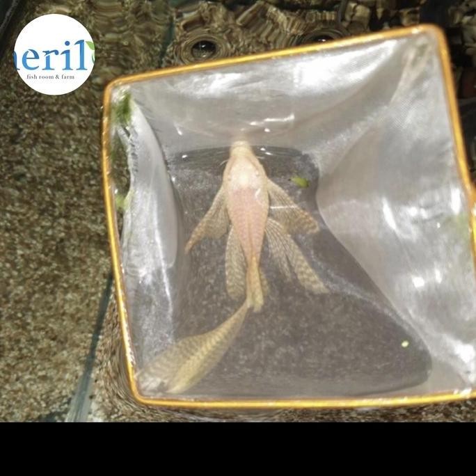 Albino Brushmouth Slayer pleco size Indukan muda 8-10cm, Satu Pasang / sapu pleco Jantan dan Betina 