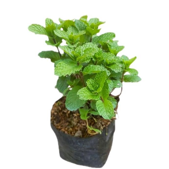 

Terlaris Bibit Benih Tanaman Daun Mint Per Satu Paket Siap Tanam - Brand Name, Cocok Untuk Menanam Tanaman Herbal Di Rumah - Alami