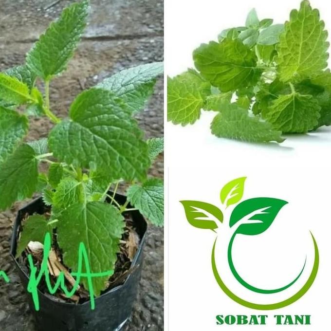

Terlaris Bibit Tanaman Lemon Mint - Daun Balm Mint Herbal