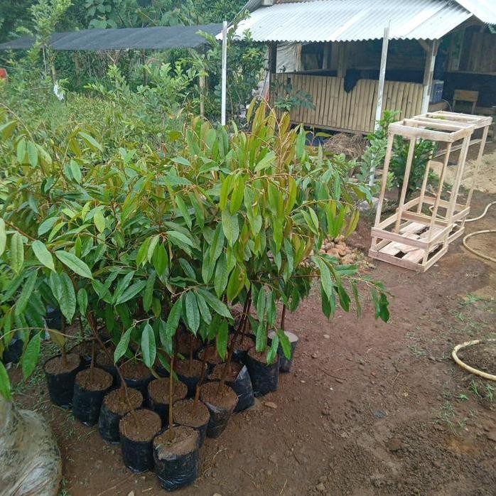 

Terlaris Bibit Durian Musangking