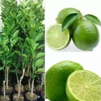 

Terlaris Paket 3 Bibit Bonus 1 Bibit - Jeruk Nipis - Bibit Jeruk Nipis Murah