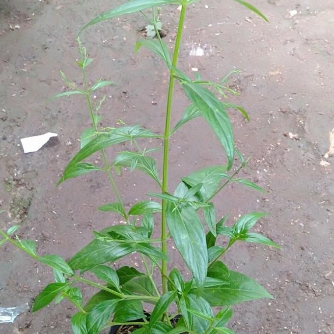 

Terlaris Pohon Bibit Herbal Obat Sambiloto ,Tanaman Herbal Eeee