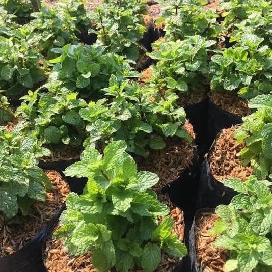 

Terlaris Bibit Tanaman Daun Mint Herbal