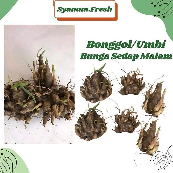 

Terlaris Bonggol Atau Umbi Sedap Malam Super Kualitas Mudah Berbunga Benih Citra Bibit Durian