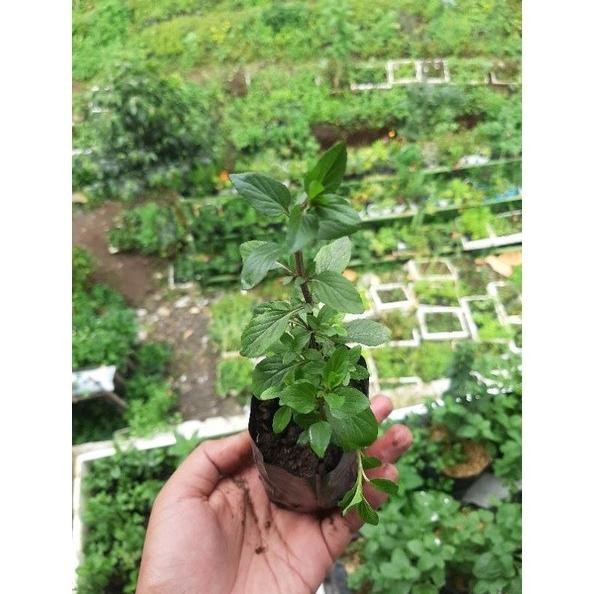 

Terlaris Hot Bibit Mint, Daun Mint, Tanaman Mint, Basil Mint Terlaris
