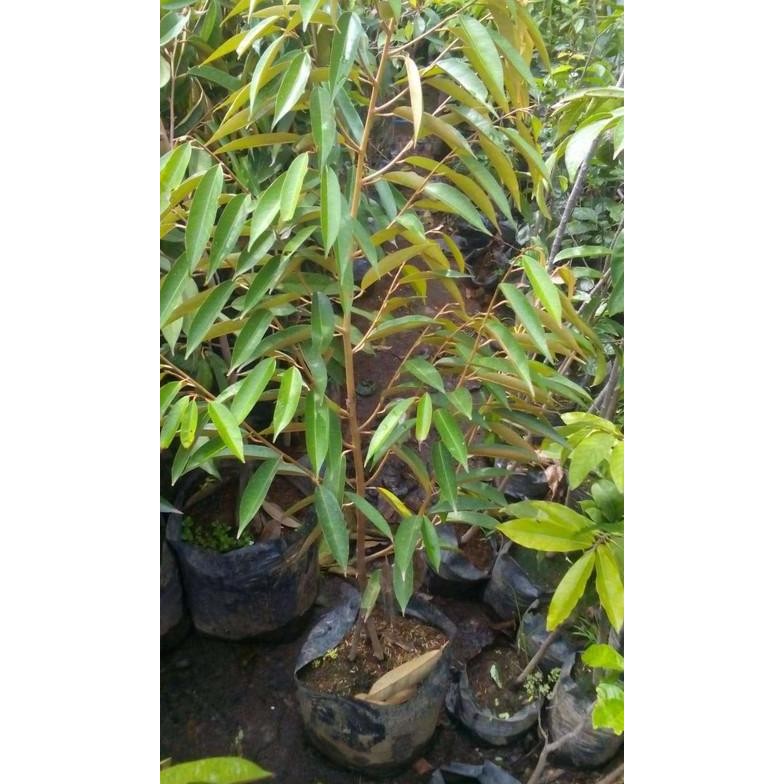 

Terlaris Bibit Tanaman Buah Durian Montong Super Okulasi Tinggi -+50-60 Cm