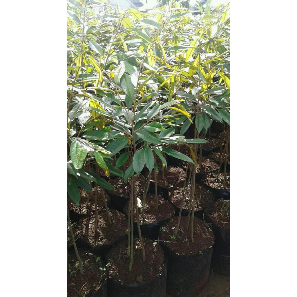 

Terlaris Bibit Pohon Durian Bawor 1 Meter Kaki 3
