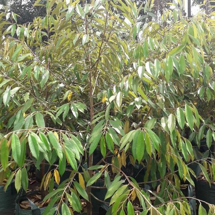 

Terlaris Bibit Durian Musangking 2Meter Rimbun